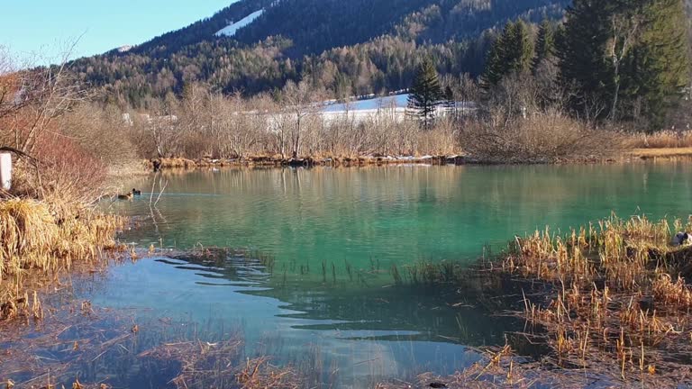 Green spring of Zelenci spring, lake in Slovenia, Gorenjska region