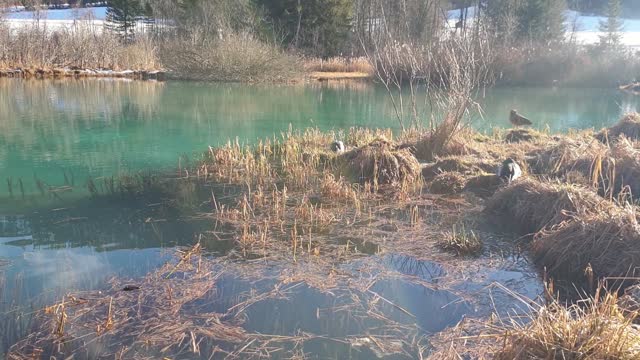 Green spring of Zelenci spring, lake in Slovenia, Gorenjska region