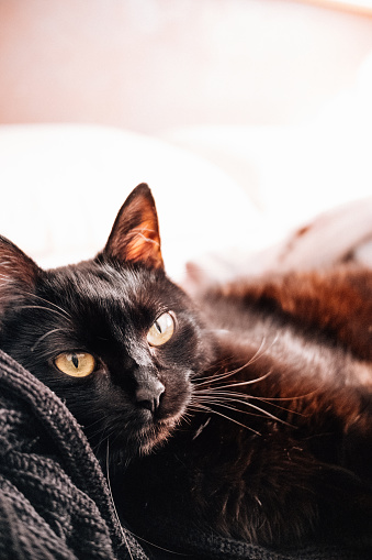 Black cat lying on its side. Vintage style image.