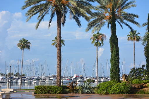 Palms trees near harbor near the ocean