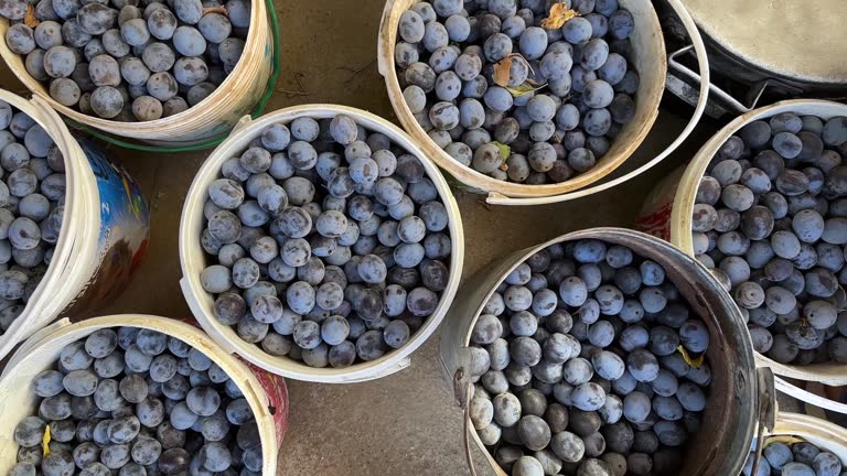 Black sweet ripe plum the organic traditional local fruit in Iran harvest season dry fruits process sun dry to keep it year long persian homemade dry plum to use in tasty cuisine black color fruit