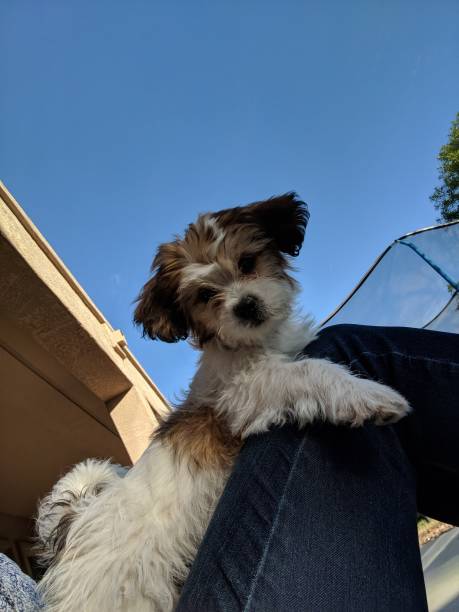 istock Puppy on the lap 1998599163