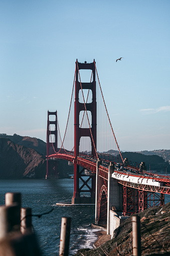 Golden hours at the San Francisco Golden Gate Bridge with a seagull flying by