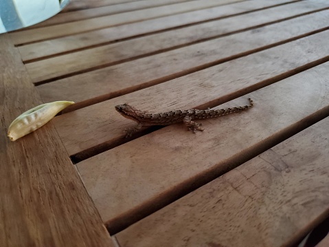 The picture shows a small, brown gecko lying still on a wooden surface with slatted design. You can see its delicate, scaly texture and tiny feet that are adapted for climbing. Just beside the gecko, on the left, there's a small, yellow, shriveled piece of fruit or vegetable, giving some color contrast to the image. The ambient light suggests an indoor setting or a shaded outdoor area.