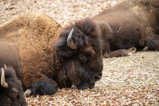 American Bison and Elk Enjoy a warm winter day in the Lone Elk Conservation Area in St Louis, Mo USA