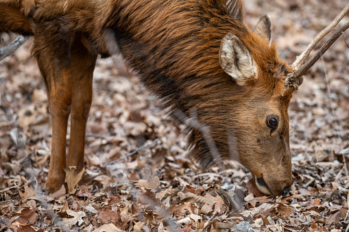 American Bison and Elk Enjoy a warm winter day in the Lone Elk Conservation Area in St Louis, Mo USA