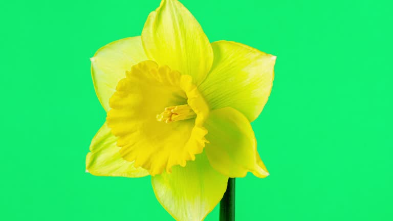 Wild Daffodil blooming against green background in a 4K time lapse zoom out movie. Daffodil growing blooming and blossoming in moving time lapse.