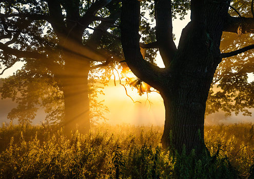 Sunbeams between trees in the fog