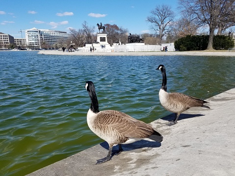 The image shows two geese standing on a concrete ledge beside a body of water that appears to be a lake or a large pond. The geese have black heads and necks with white cheeks and underparts, and brownish-grey wings, typical of Canadian geese. The water has small ripples, indicative of either wind or movement in the water, and it reflects a bright blue sky with some small, scattered clouds. In the background, there are trees on the opposite side of the water and a few people walking along the edge. To the left, there's a building with large windows, and further back, there's a statue on a pedestal. The setting looks like a public park or a similar recreational area. The sun is shining, suggesting it is a clear day.