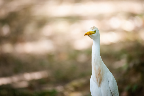 The great egret common white migratory bird heron family close up bokeh backdrop isolated staring hunting