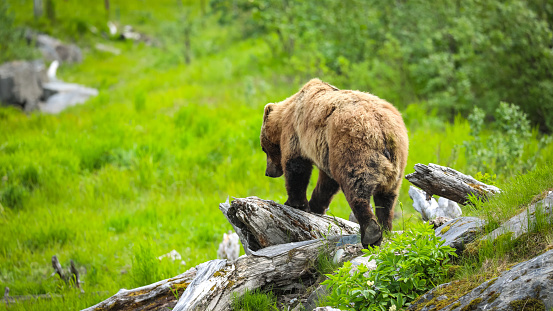 Bear walking on rock in Alaska