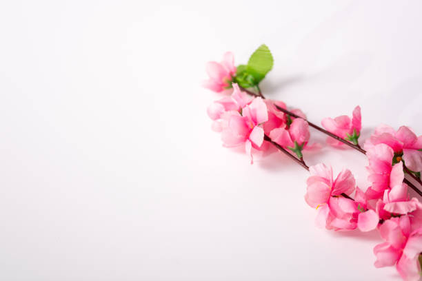 plastic sakura on white background, isolated,White background with pink cherry blossoms, sakura on the background, space for text