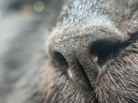Close up of the nose of a black cat.