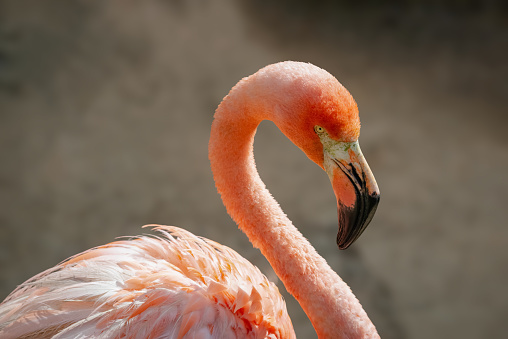Caribbean flamingo head and neck close up red and pink color graceful bird
