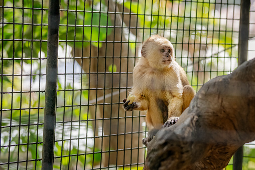 Trinidad white-fronted capuchin in captivity curiously watching and eating corn inside its cage