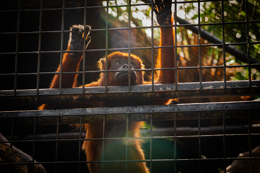 Red howler monkey looking sad and in the distanse against the cage in captivity longing for freedom