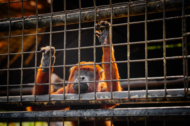 istock Red howler monkey looking sad with eyes closed against cage 1998748406