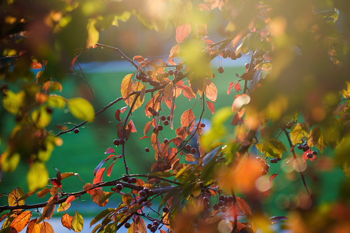 Citylife, modern park in Milan, Lombardy, Italy, in autumn