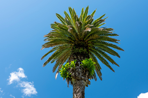 Phoneix palm tree top