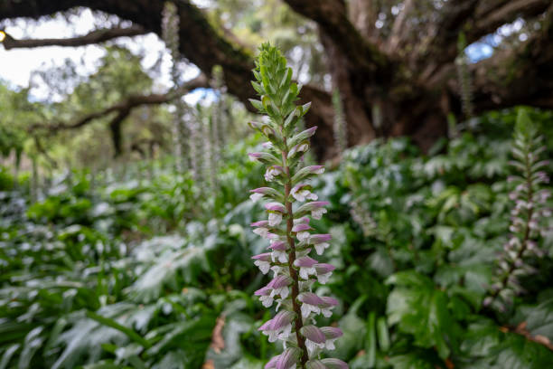 Acanthus mollis plant