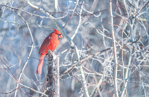 bright red cardinal bird perched on a limb in a maple tree