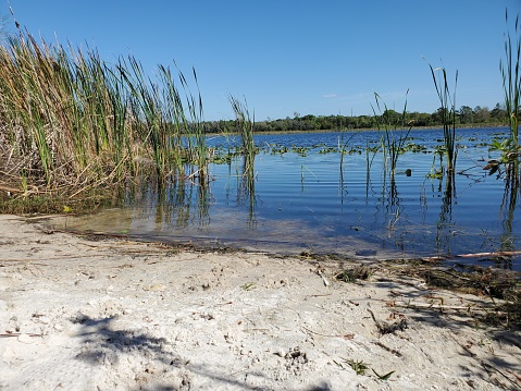 This picture shows a tranquil natural freshwater scene, possibly a lake or a slow-moving river. In the foreground, there's a sandy shore leading into the water with some gentle ripples, suggesting a calm day without strong winds. The water is clear enough to see the bottom near the shore. To the left, tall green reeds or grasses are growing at the water's edge, reaching upwards.  The middle ground is dominated by the water body which is dotted with green aquatic plants, possibly water lilies, and other freshwater vegetation. The plants are spread out across the surface, leaving plenty of open water visible.  In the background, across the water, there appears to be a dense line of trees or bushes, indicating the far shore of the lake or river. The sky above is a bright blue, with only a few wispy clouds, suggesting a sunny day with good weather.  The entire scene is peaceful and natural, with no immediate signs of human presence or activity. It gives the impression of a quiet, serene place ideal for relaxation or contemplation.