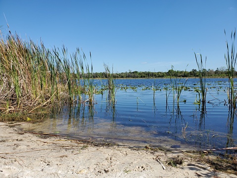 The picture shows a tranquil, natural freshwater scene, likely of a lake or pond. The water is relatively calm with gentle ripples, and there are clusters of aquatic plants such as water lilies dotting the surface. Along the edge, tall grasses or reeds are reaching up into the clear blue sky. In the distance, a line of green vegetation, possibly trees or more dense reeds, is visible, marking the boundary of the water body. The foreground shows a small sandy bank leading into the water, suggesting a shallow area or perhaps a beach-like zone. The overall impression is one of calm and serenity, with the photo capturing a sunny day with good weather, evident from the brightness and the clear blue sky.