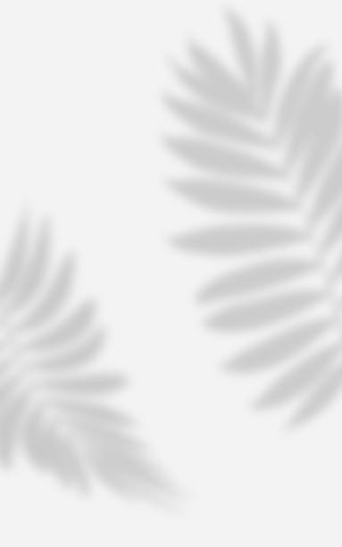 istock Abstract white with shadow from a palm tree branch with leaves, a place for displaying items, advertising and promotion 1998808892