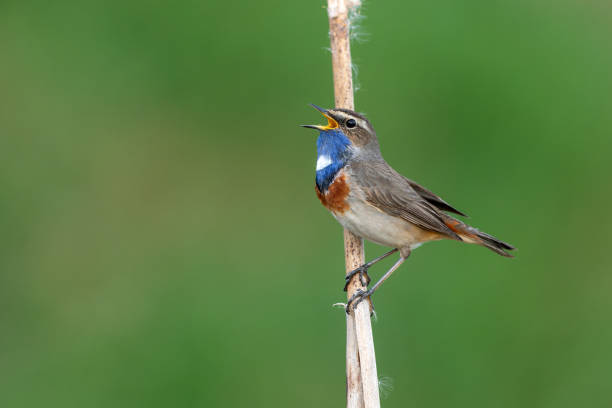 istock Beautiful male bluethroat (Luscinia svecica) 1998809958