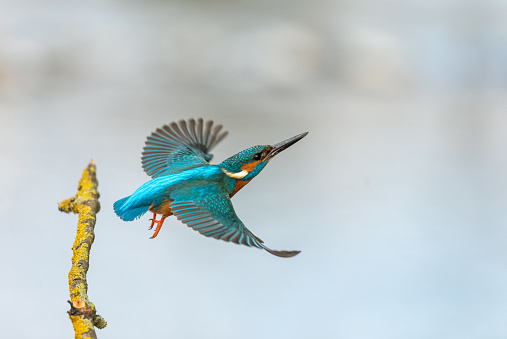 Male common kingfisher (Alcedo atthis) starts to fly.