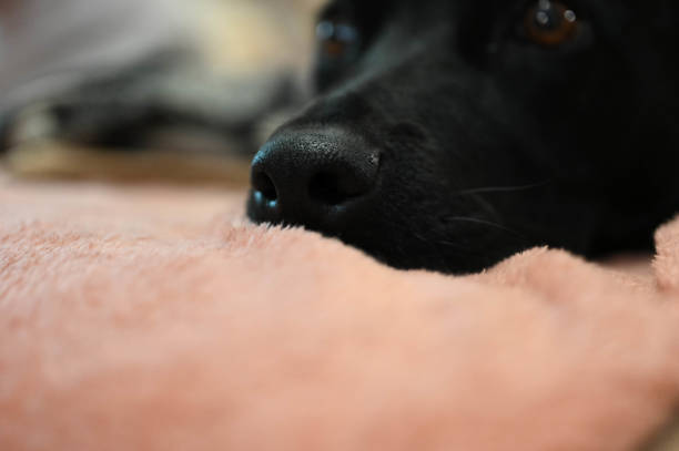 istock nose of mixed-breed shepherd dog close-up 1998811020