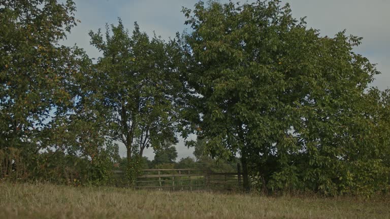 A wooden gate in the countryside. A farmer's fence made of boards.