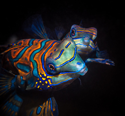 Two tropical mandarin fish swim on a black background at night by the light of a lantern. Night diving in the Pacific Ocean. Fauna of the marine reserve. Inhabitants of the marine aquarium. Diving Resort