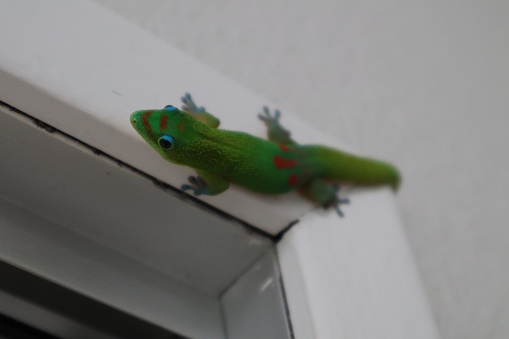 The picture shows a bright green gecko with red markings on its side and with blue-ringed eyes. The gecko is clinging onto a white corner edge of a wall or a frame, potentially a door or window frame. The focus is on the gecko, with the background blurred, adding emphasis to the creature. The gecko's toes are spread out, displaying its ability to grip onto vertical surfaces. The image is taken from a side angle, showcasing the gecko's colorful and vivid body, and giving us a glimpse into its natural behavior in an indoor setting.
