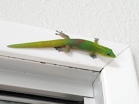 The picture shows a bright green gecko with some reddish-orange spots on its back, clinging to a white surface, likely the edge of a wall or a shelf. The gecko has vibrant green skin which fades to a slightly paler green on its underside, with large, expressive eyes and sticky toe pads that enable it to adhere to surfaces. The contrast between the gecko's vivid coloring and the stark, clean white backdrop is quite striking.