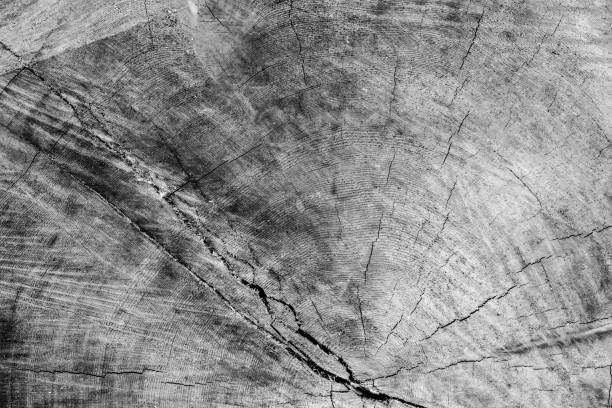 Cut edge of hardwood tree trunk in black and white