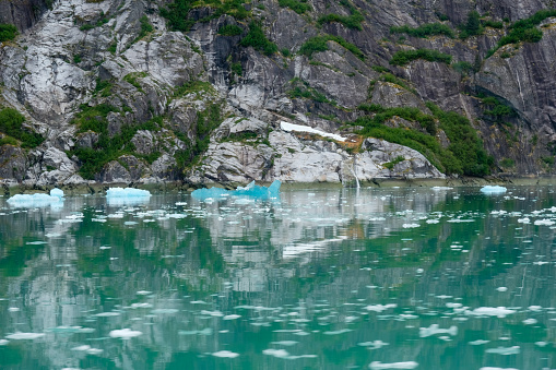 Floating blue ice and green growth among geologic structures at Endicott Arm near Dawes Glacier