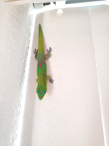 This is a picture of a gecko adhering to a vertical wall. The gecko appears to have a vibrant green body with red speckles on its back, and blue rings around its eyes. The texture of the wall seems to be slightly rough, which may help with the gecko's grip. The lighting in the picture seems natural, possibly sunlight, but the specific environment or location is not clear from the image. The gecko is positioned head down, a common pose for these agile climbers.