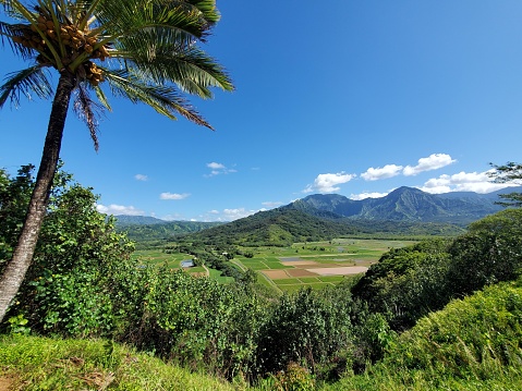This is an image capturing a lush, verdant landscape under a bright blue sky with some scattered clouds. On the left, there's a tall palm tree leaning slightly into the frame. In the distance, majestic mountains with pronounced ridges and peaks rise up, covered in a rich tapestry of greenery. The foreground is dominated by a valley with patches of cultivated land that look like agricultural fields, which form a patchwork of various shades of green. The lighting suggests it's a sunny day, casting clear shadows and giving the foliage a vibrant, healthy look. Overall, the scene is serene and picturesque, typical of a tropical paradise.
