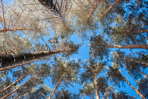 Pine trees in the forest against the blue sky, view from below