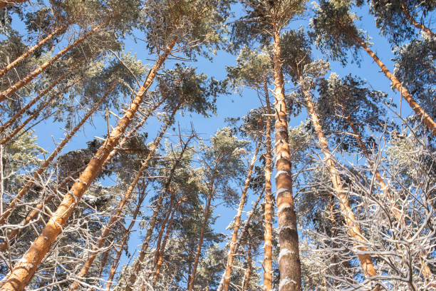 Pine trees in the forest against the blue sky, view from below