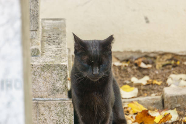 a black stray cat on graveyard besides a grave tombstone