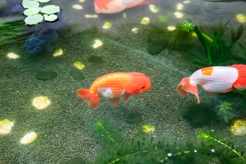 Goldfish in aquarium fish pond close up