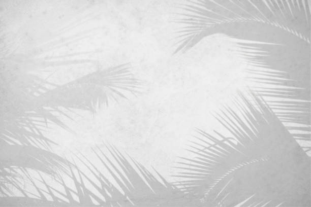 istock Blurred shadow from leaves plants on the white concrete wall. Transparent blurry shadow of tropical natural leaves sunlight. Minimal abstract background for product presentation. Spring and summer. 1998899067