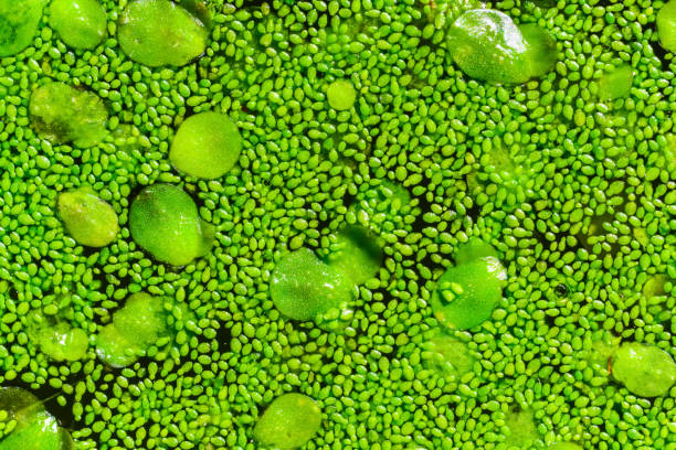 spotless watermeal, rootless duckweed (wolffia arrhiza) and duckweed (lemna turionifera) in a stagnant freshwater pond - duckweed imagens e fotografias de stock