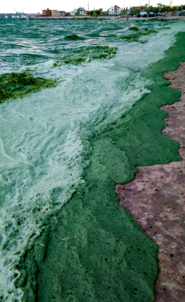 istock Storm washed up on the Black Sea a toxic blue-green algae (Nodularia spumigena) 1998899703