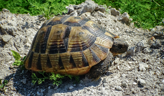 Hermann's tortoise (Testudo hermanni), adult turtle in the steppe on the Black Sea coast in Bulgaria