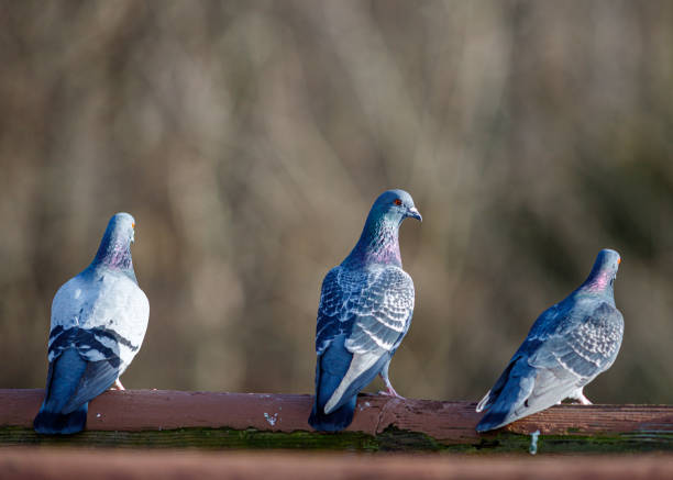 Pigeons in the Park stock photo