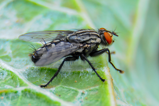 (Sarcophaga carnaria), large gray meat fly on a green leaf