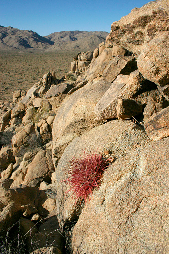 Ferocactus cylindreus among the stones, Cacti with red prickles among stone rocks